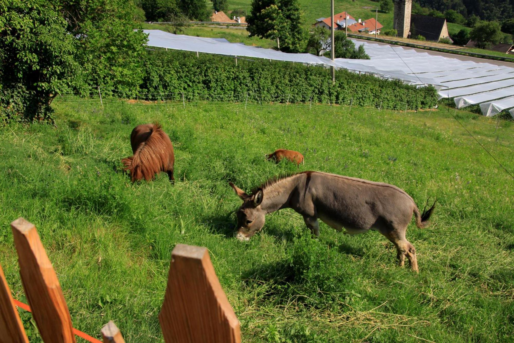 Ausservogelweiderhof